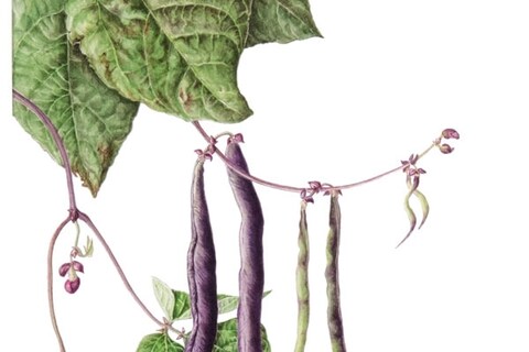 Climbing Bean ‘Bauhilde’ by Gill Cann SBA