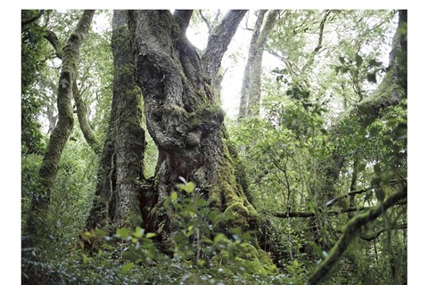 Antarctic Beech #1211-2717 (6,000 years old; Lamington Natio