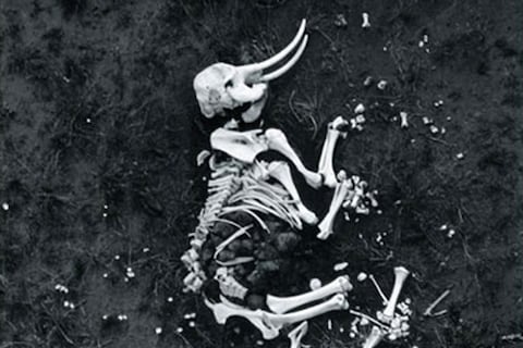 Earth By by Peter Beard