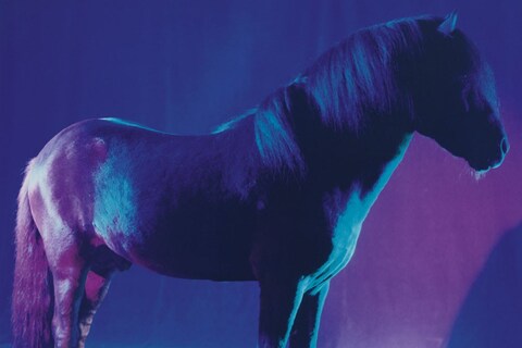 The Horses by Gareth McConnell
