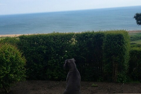 Reggie at the beach