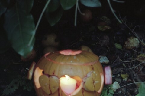Pumpkin by Alex Box