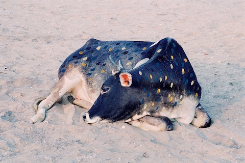 A Myth of Two Souls Vasantha Yogananthan Photography 2019