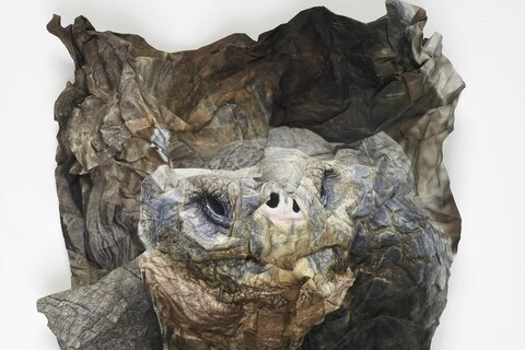 Ritual for Reconciliation: Tortoise, Galapagos Islands