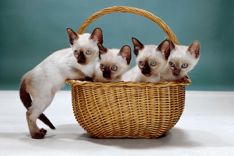 Walter Chandoha Cats Taschen Photography Book 2019 high res