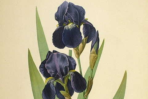 Florentine iris