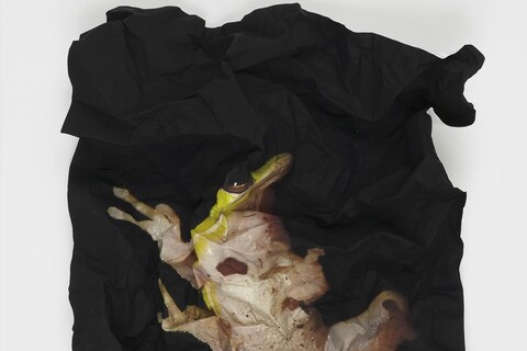 Ritual for Reconciliation: Squirrel Treefrog (Hyla Squirella
