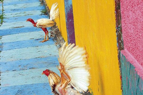 Bewitching Birds