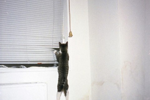 Doris hangs on (1), 2007