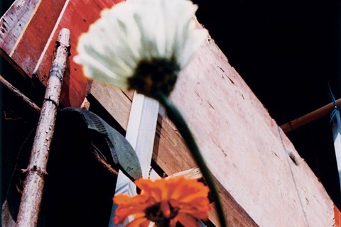 Jack Davison Song Flowers Marni Maio South China