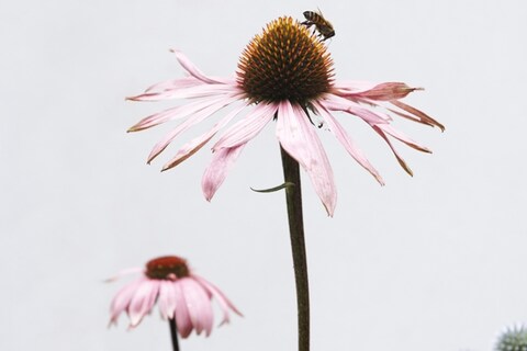 Bees on Flowers