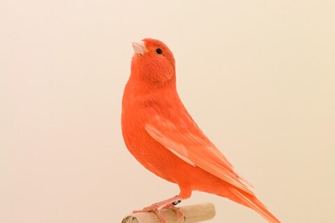 Red Canary #1
