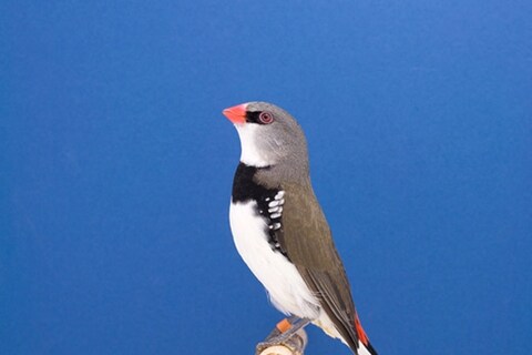 Diamond Sparrow #1