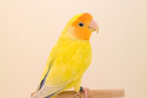 Love Bird #1