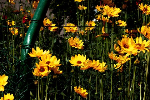 Summer, Farewell