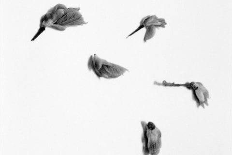 Beech Fagus sylvatica