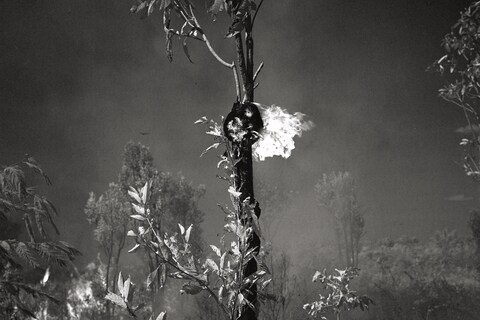 Broken Spectre by Richard Mosse