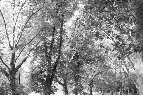 Park Phones