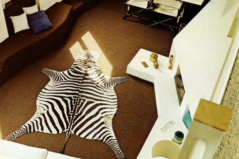 Zebra-4