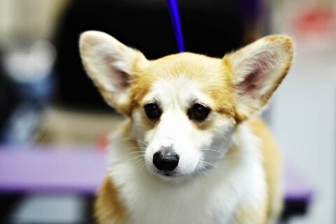 Westminster Kennel Club dog show 2014