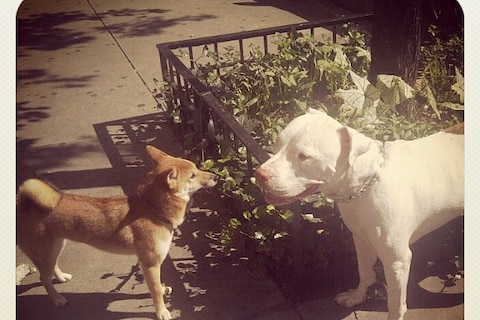A dog face-off on the street, New York S/S13
