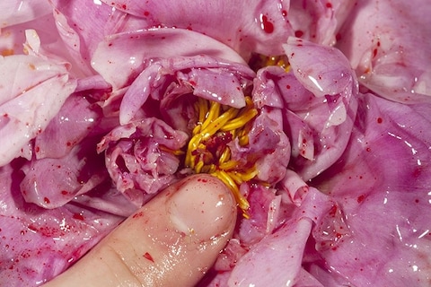 Maisie Cousins Finger, 2015 (11410)