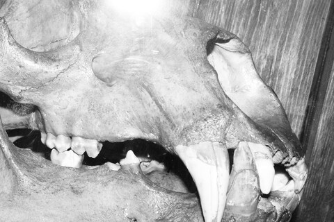 The Grant Museum of Zoology