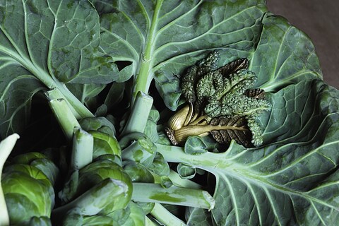Chard