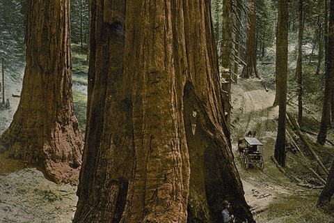 Mariposa Grove, “Three Graces”, Yosemite National Park, Cali