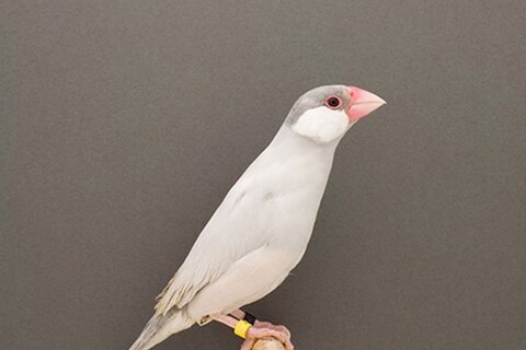 Java Sparrow #3