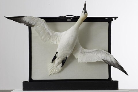 Dorothy-Cross,-Gannet,-2005
