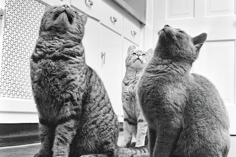 Walter Chandoha Cats Taschen Photography Book 2019 high res