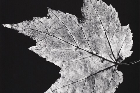 Robert Mapplethorpe: Subject Object Image