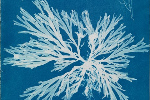 Anna Atkins, Dictyota Dichtoma in the Young State, in Fruit
