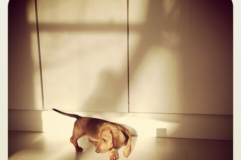 Wren the daschund