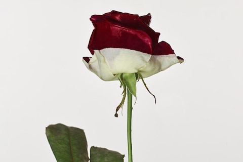 Chanel Beauty for AnOther Magazine Spring/Summer 2026