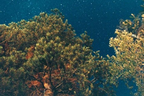 Night Sky (Pine), 2010