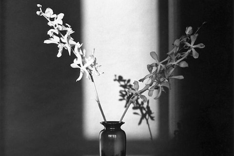 Robert Mapplethorpe, Orchid, 1980