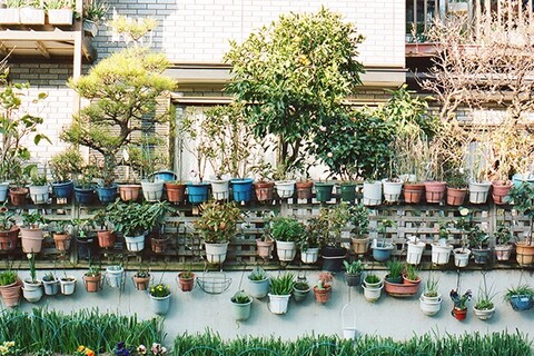 Courtesy of Guerrilla Gardening