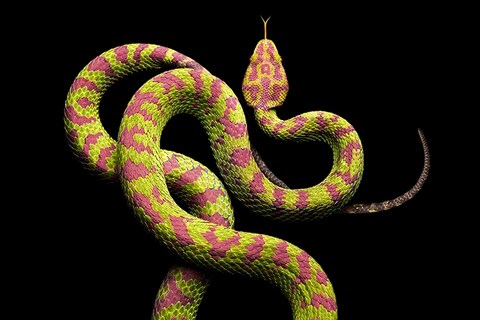 Philippine Pit Viper