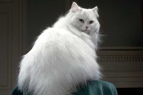Walter Chandoha Cats Taschen Photography Book 2019 high res