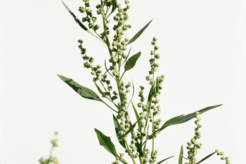 Fat Hen Chenopodium album