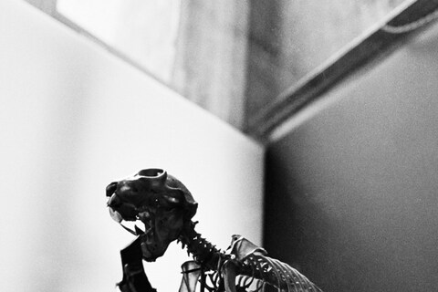 The Grant Museum of Zoology