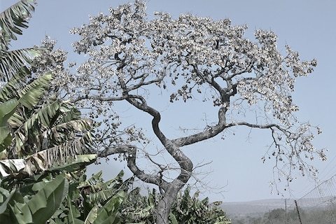 Jackie Nickerson, Bloodwood Tree, 2013