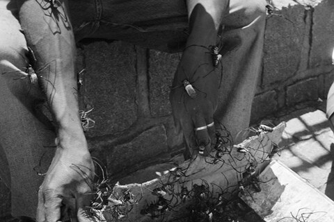 Morning delivery of Nephila Madagacariensis, the orb-weaving