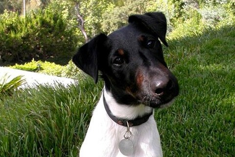Angus at three-years-old, as chosen by Laura Bradley
