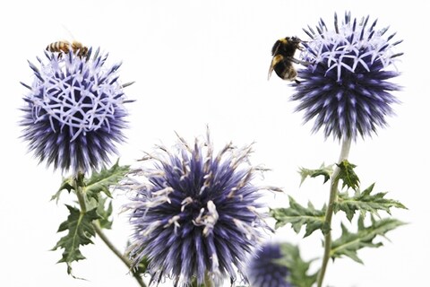 Bees on Flowers