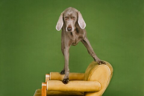 Photography by William Wegman