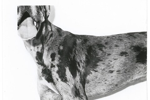 From Dogs by Mark Peckmezian