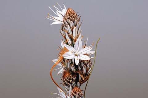 Asphodelus Ramosus-2